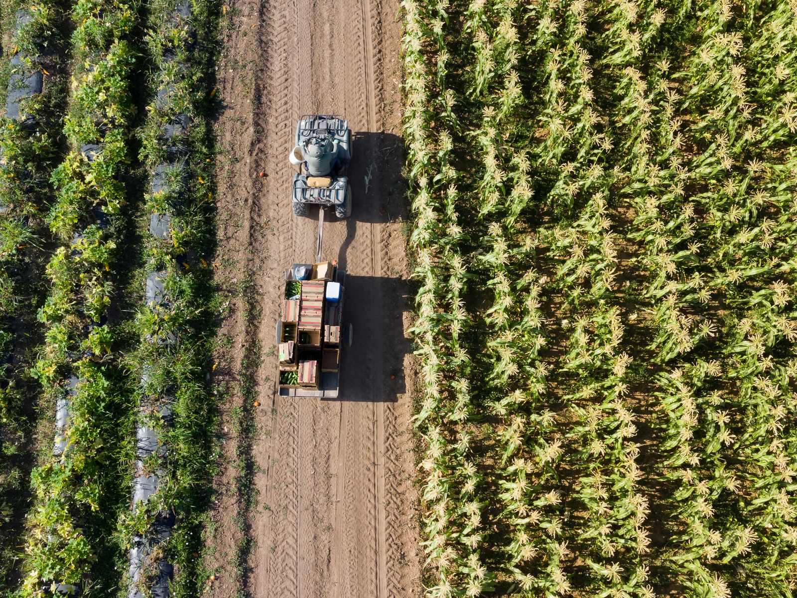 Harvest season